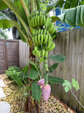 Dwarf Cavendish Banana Plant – Live Starter Plant, Edible Bananas, 5–8 ft