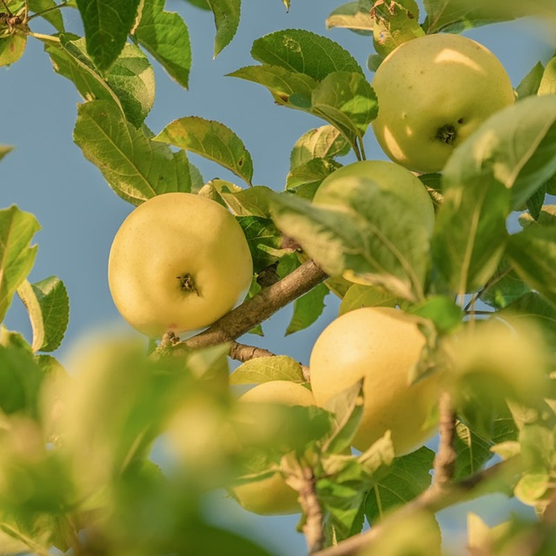 Golden Delicious Apple Tree Cuttings - 16 Unrooted Scions for Grafting