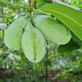 Pawpaw Tree (Asimina triloba) Live Bareroot Sapling 1–2 ft – Rare Native Fruit, Zones 5–9