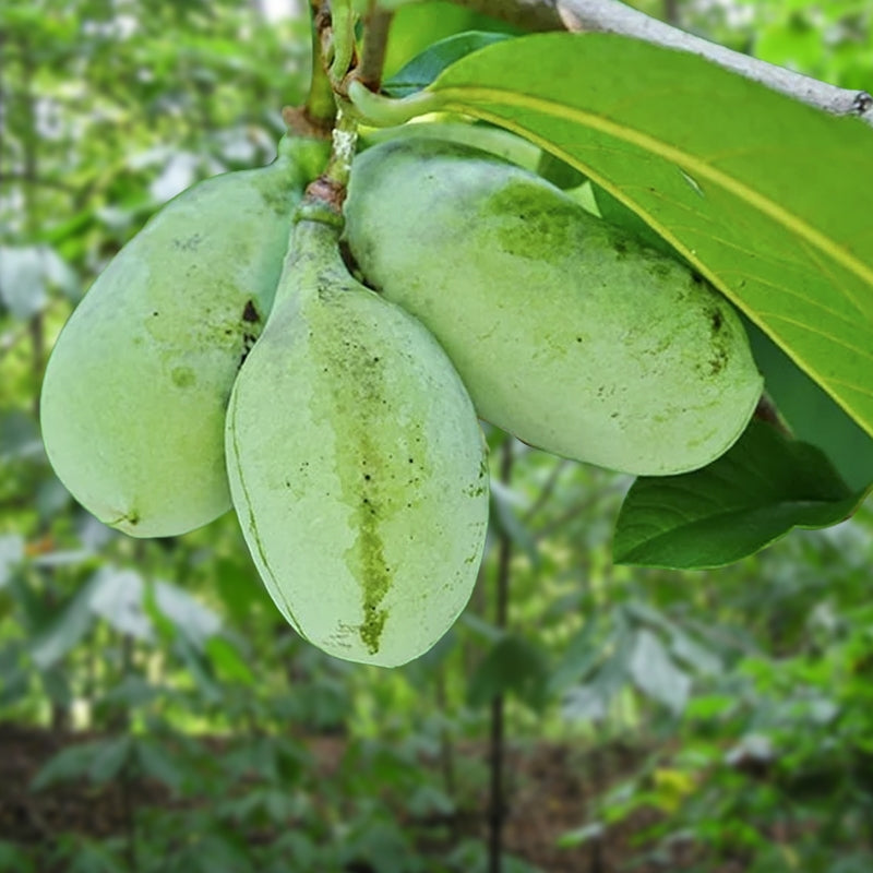 Pawpaw Tree (Asimina triloba) Live Bareroot Sapling 1–2 ft – Rare Native Fruit, Zones 5–9