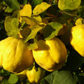 Quince Cuttings (Cydonia oblonga) 6–8 Inch Unrooted, Organic, For Rooting or Grafting