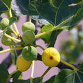 Green Ischia Fig Cuttings (Ficus carica) - 2 Unrooted 6-8" — Rare Heirloom