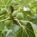 Italian Honey Fig Cuttings (Ficus carica) 6–8 Inch Unrooted for Rooting or Grafting