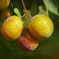 Grenade Pluot 5 Fresh Scion Wood Cuttings for Grafting – Heirloom Plum-Apricot Hybrid