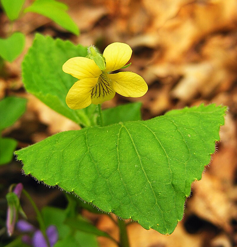 Yellow Violet Viola rotundifolia Bare-Root - 5 Plants | Native Woodland Wildflower