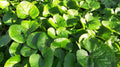 Wild Ginger (Asarum canadense) Bare-Root Groundcover - 5 Plants for Shade Gardens