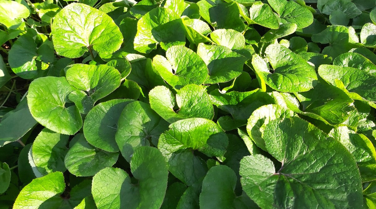 Wild Ginger (Asarum canadense) Bare-Root Groundcover - 5 Plants for Shade Gardens