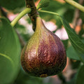 Brown Turkey Fig Cuttings (Ficus carica) - 5 Unrooted 6-8" | Self-Fertile, Cold Hardy Fig Propagation
