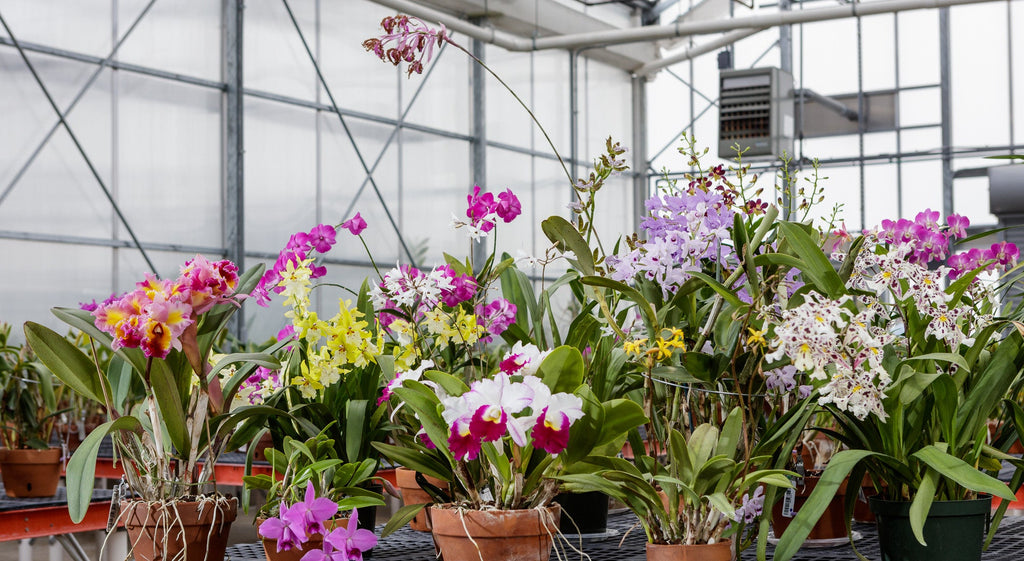 12 Bare Root Orchid Plants (3–5") - Assorted Varieties | Indoor Tropical Flowering Plants