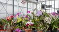 12 Bare Root Orchid Plants (3–5") - Assorted Varieties | Indoor Tropical Flowering Plants