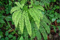 Northern Maidenhair Fern Adiantum pedatum Bare Root Plants – 5 Plants, Shade Lovers
