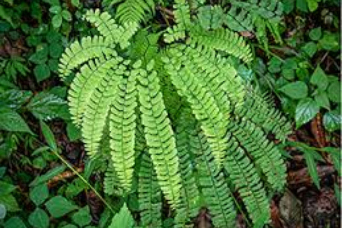 Northern Maidenhair Fern Adiantum pedatum Bare Root Plants – 5 Plants, Shade Lovers