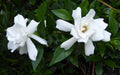 Gardenia Plants, 3 Rooted 4-5" – Fragrant White Flowering Shrubs (Unknown Variety), Ready to Transplant