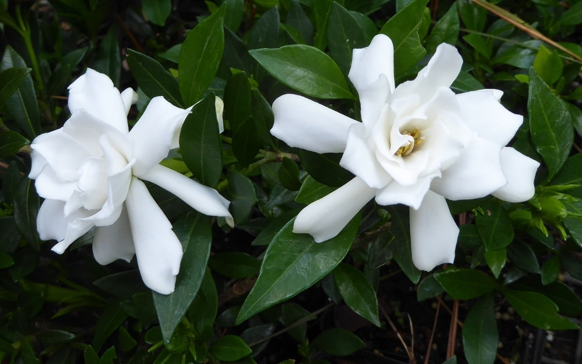 Gardenia Plants, 3 Rooted 4-5" – Fragrant White Flowering Shrubs (Unknown Variety), Ready to Transplant