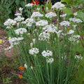 Garlic Chives Plants - 100 Live Bare Root Allium tuberosum | Perennial, Non-GMO