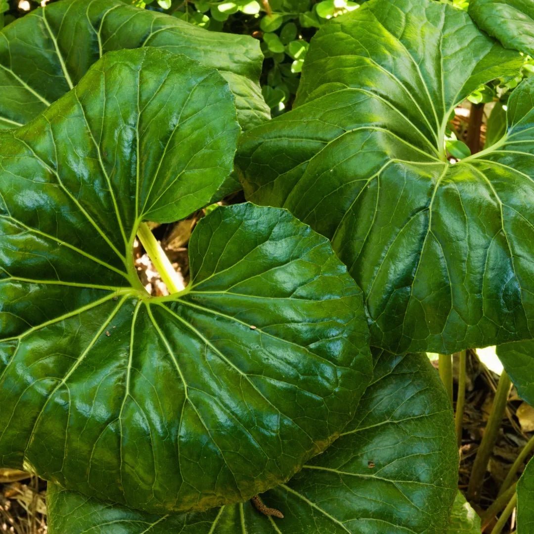 Giant Leopard Plant Farfugium japonicum ‘Giganteum’ – Live Starter Plant (Tractor Seat Plant) - Shade Perennial