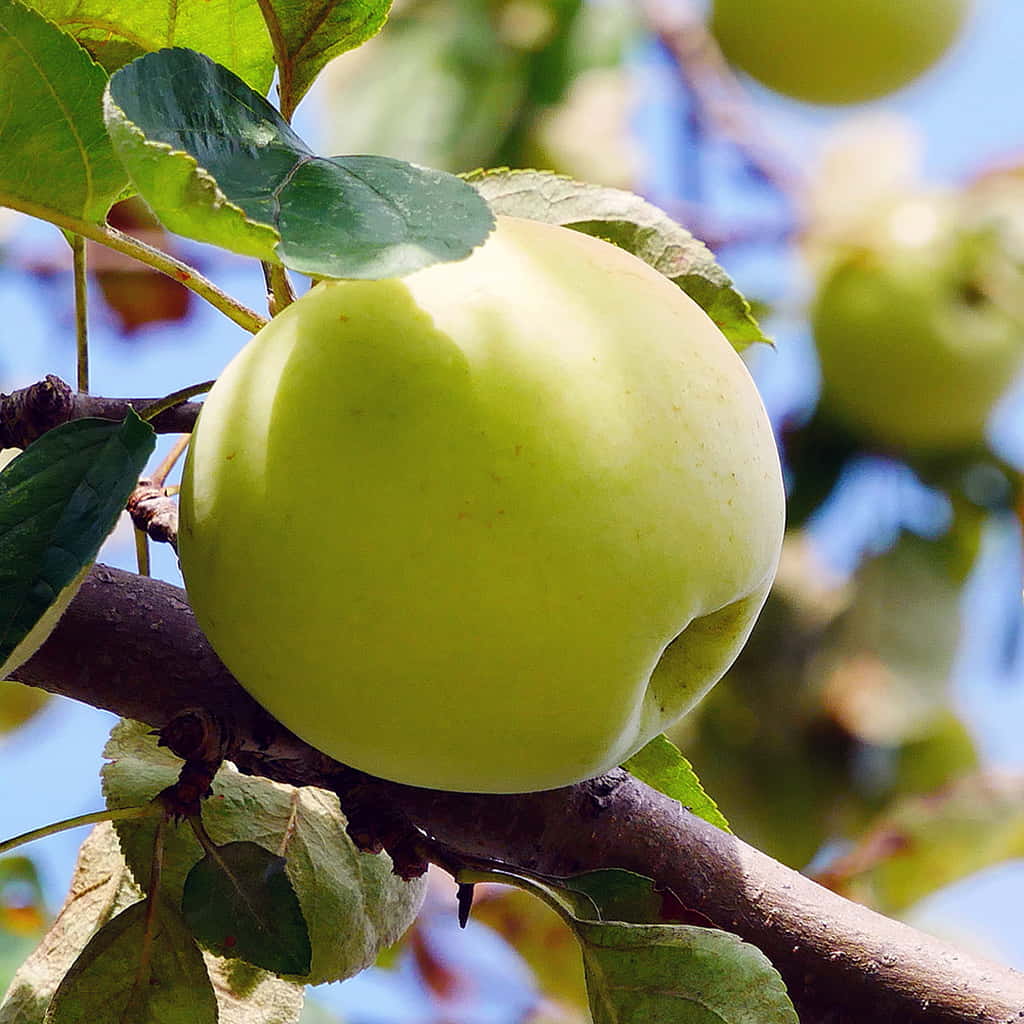 Golden Delicious Apple Tree Scions - 6 Fresh Unrooted Cutting for Grafting