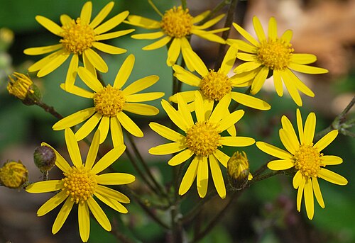 Packera aurea (Golden Ragwort) Seeds - 100 Premium Non-GMO Seeds for Native Pollinator Gardens