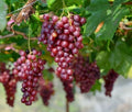 Crimson Red Seedless Grape Vine Cuttings (6 Unrooted) - Vitis vinifera