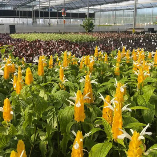 Yellow Shrimp Plant Pachystys lutea | 2 Bareroot Plugs, 5-7" Tall