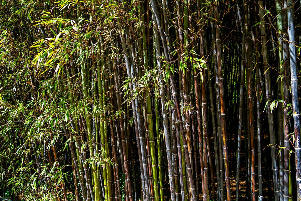 Black Bamboo Plant Phyllostachys nigra – Live Multi-Cane Starter, Non-Invasive Clumping Bamboo