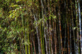 Black Bamboo Plant Phyllostachys nigra – Live Multi-Cane Starter, Non-Invasive Clumping Bamboo