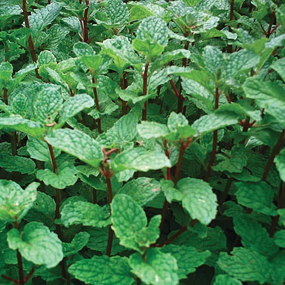 Mojito Mint Plants (Mentha villosa) - 5 Rooted Cuttings, Organic, Cuban Mojito Mint