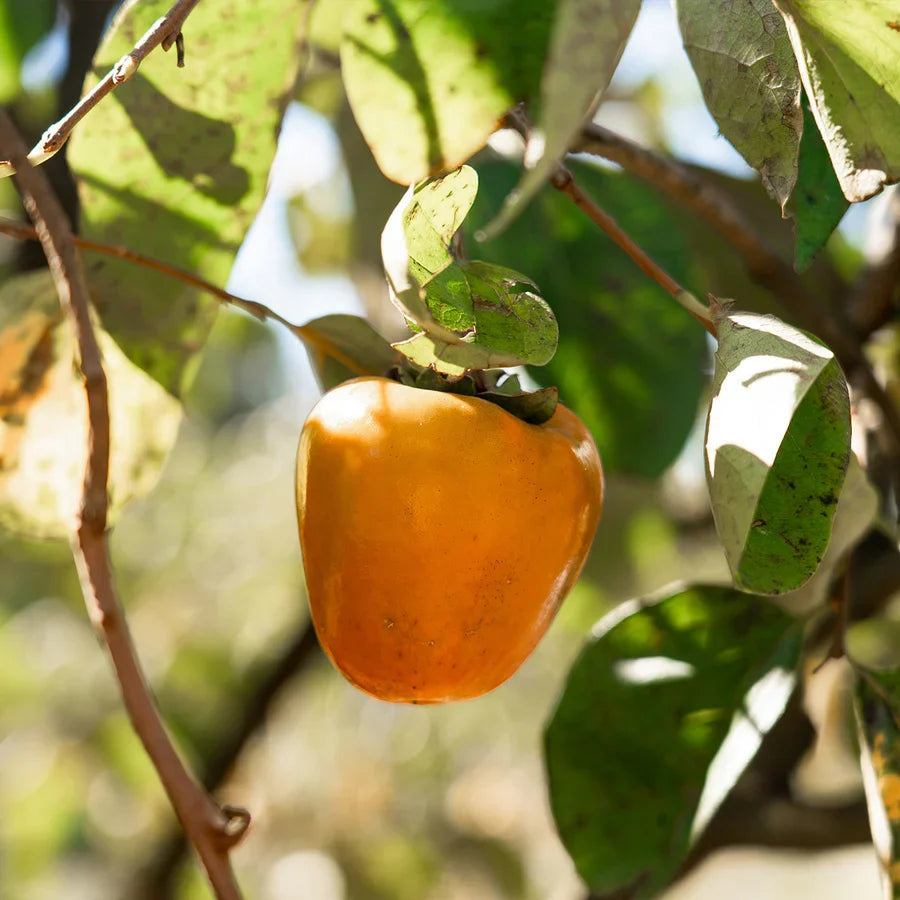 Hachiya Persimmon Cutting (Diospyros kaki) – 6–8" Unrooted Cutting for Rooting or Grafting