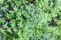 Live Needlepoint Ivy Plant Hedera helix in 1 Pint Pot – Evergreen Climber or Ground Cover
