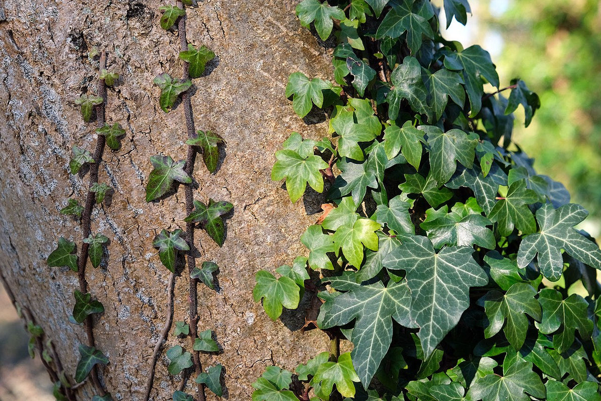5 English Ivy Rooted Plants Hedera helix – Live Groundcover, Living Fence, Potted Vines