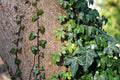 10 Rooted English Ivy Plants Hedera helix 6–12" – Ready to Plant