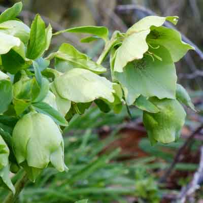 Snow Love Winter Magic Hellebore (Helleborus orientalis) Bare Root Live Plant – Lenten Rose, Shade Perennial