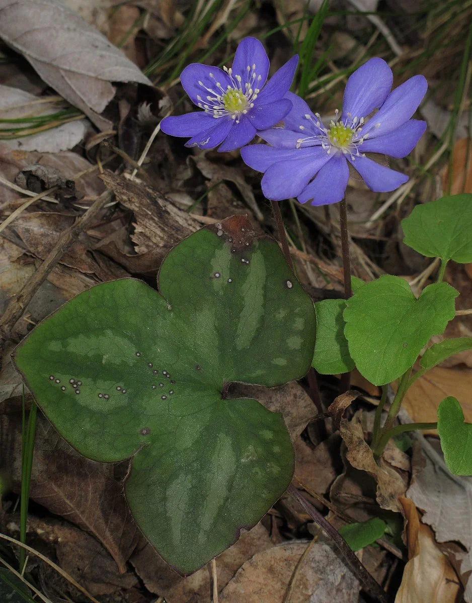 Hepatica Bare-Root Plants (Anemone hepatica) - 5 Woodland Wildflowers for Shade Gardens