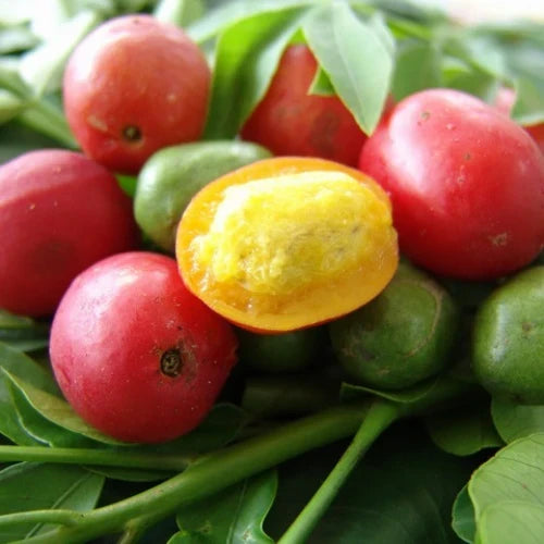 3 Fresh Hog Plum Cuttings (Spondias purpurea) - Unrooted Ciruela Spanish Plum for Propagation