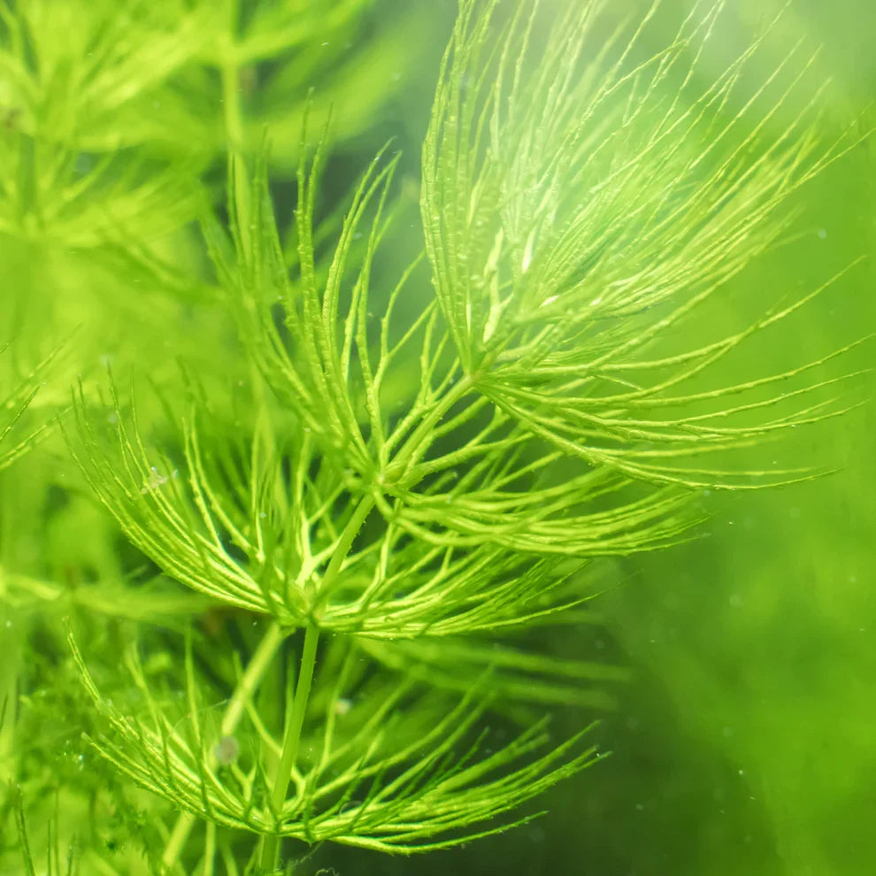 Hornwort Ceratophyllum demersum - Live Bareroot Aquarium Plant (Rooted/Unrooted)