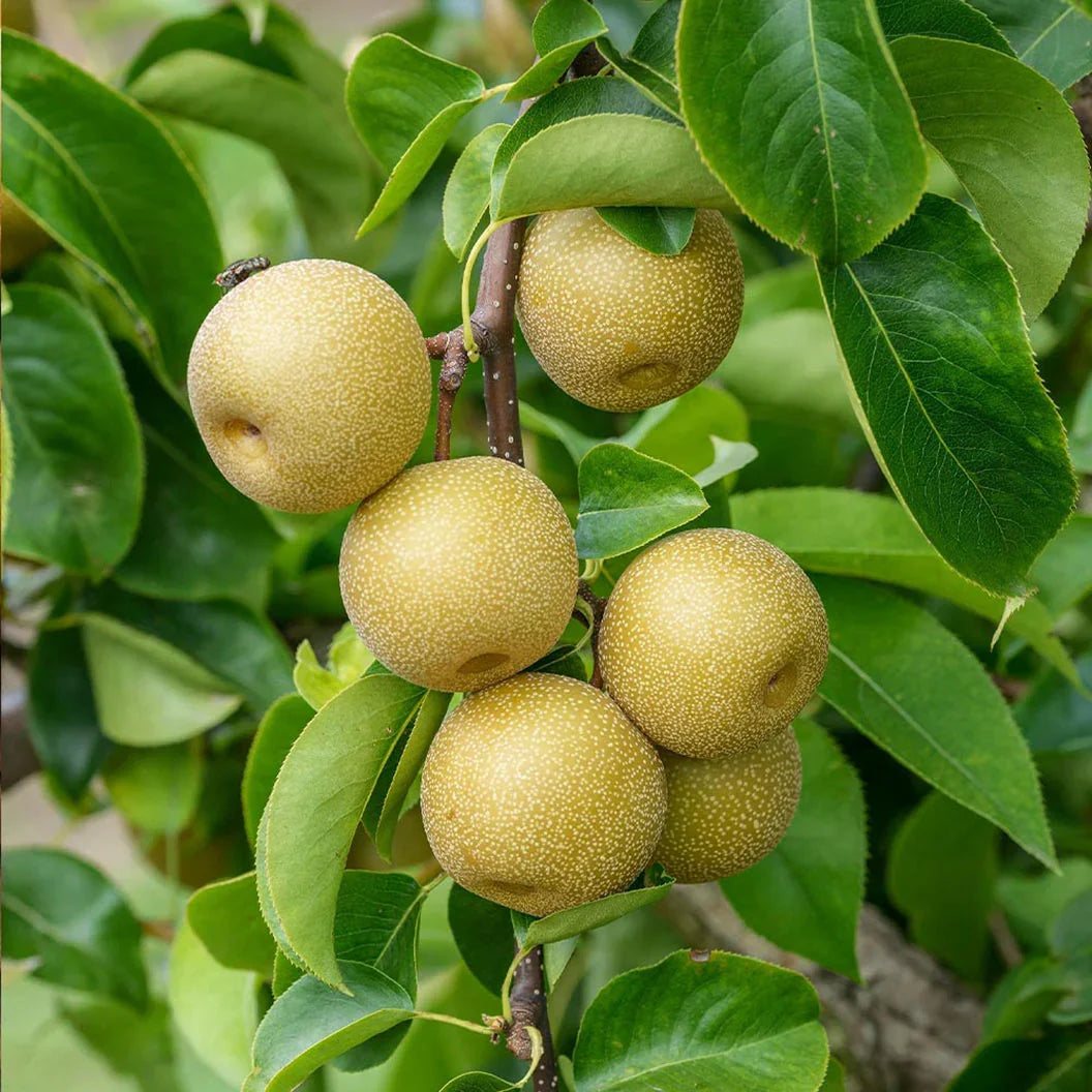 Asian Round Pear Tree Cuttings (Unrooted) - Pyrus pyrifolia Scion Wood for Rooting & Propagation