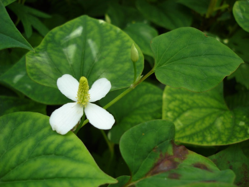 Houttuynia cordata Bare Root Plants - 20 Live Fish Mint Groundcover