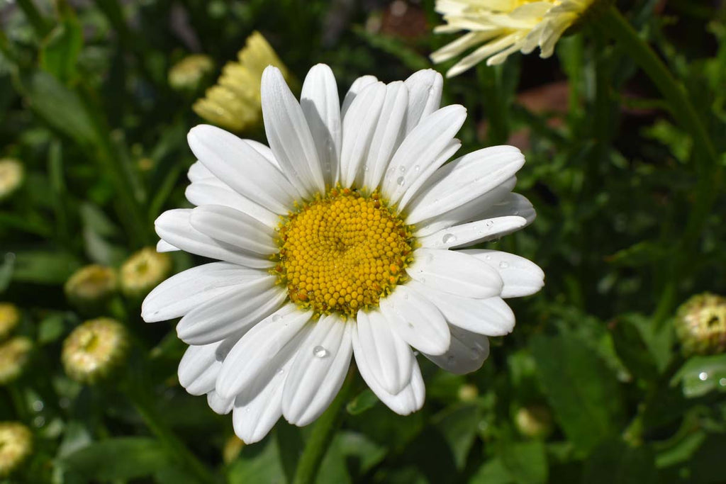Shasta Daisy Live Mature Plant (Leucanthemum superbum) - Full-Size Perennial, Pollinator-Friendly