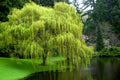 Weeping Willow Tree Cuttings (Salix babylonica) – 10 Fresh Unrooted Cuttings