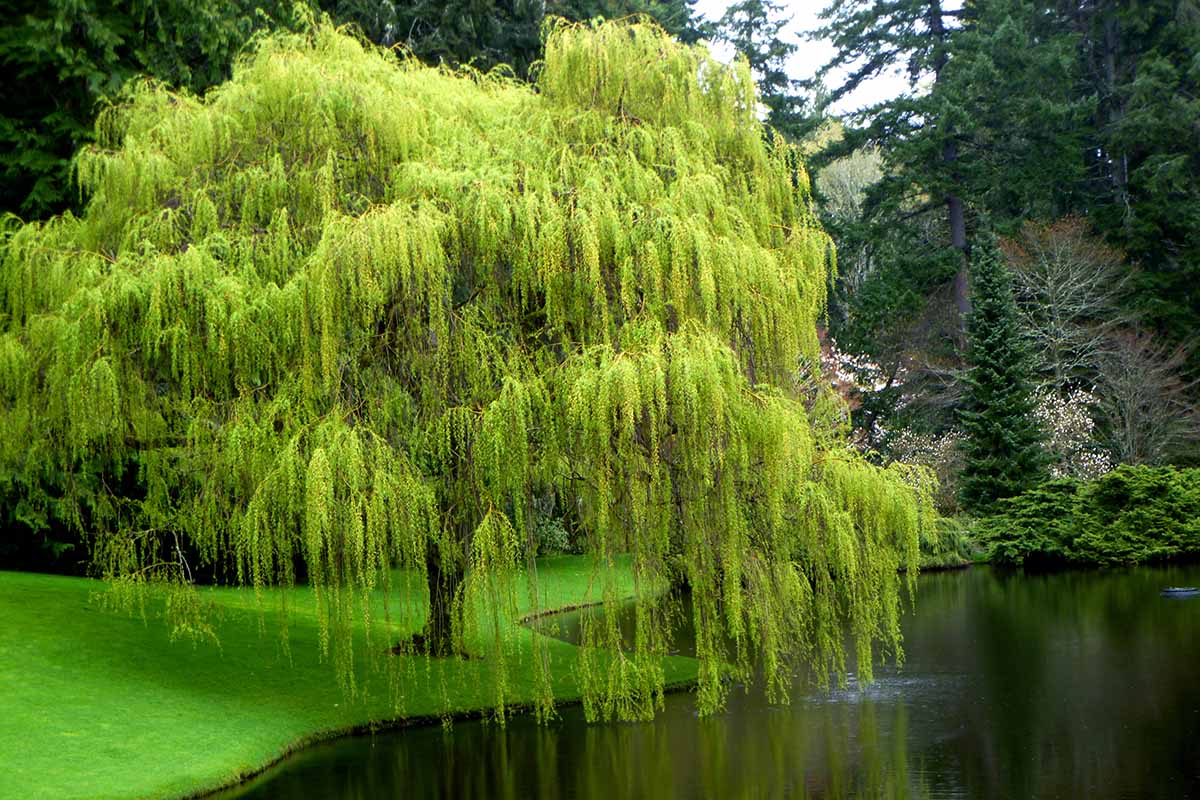 Weeping Willow Tree Cuttings (Salix babylonica) – 10 Fresh Unrooted Cuttings