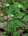 Goldenseal Roots (Hydrastis canadensis) – 5 Bare Dormant Roots for Shade Gardens