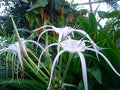 White Spider Lily (Hymenocallis) Bare Root Bulbs - 2 Pack | Peruvian Daffodil