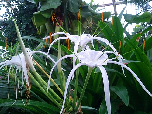 White Spider Lily (Hymenocallis) Bare Root Bulbs - 2 Pack | Peruvian Daffodil