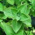 Mexican Mint Plants (Plectranthus amboinicus) Bareroot - 2 Live Cuban Oregano