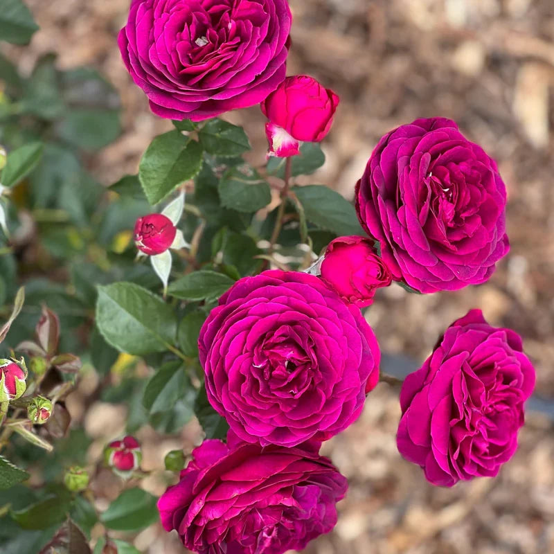 Celestial Night Rose Cuttings (3 Unrooted) Rosa ‘Celestial Night’ – Deep Purple for Rooting & Propagation