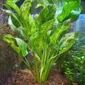 Live Marble Queen Sword Echinodorus cordifolius var. Marble Queen - Bareroot Aquarium Plant