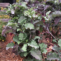 Purple Tree Collard Cutting (Unrooted) - Perennial Kale, Brassica oleracea
