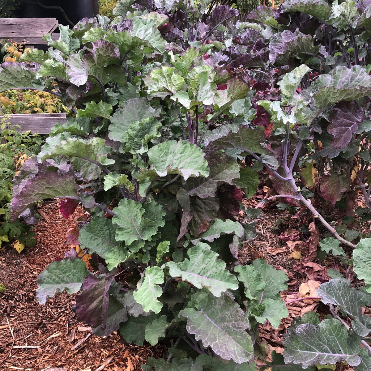 Purple Tree Collard Cutting (Unrooted) - Perennial Kale, Brassica oleracea