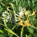 Japanese Honeysuckle Live Plants with Roots - Lonicera japonica Vine, Fragrant Flowers, Ground Cover