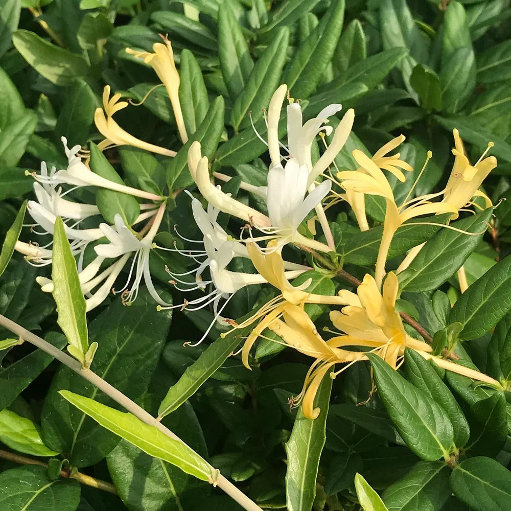Japanese Honeysuckle Live Plants with Roots - Lonicera japonica Vine, Fragrant Flowers, Ground Cover